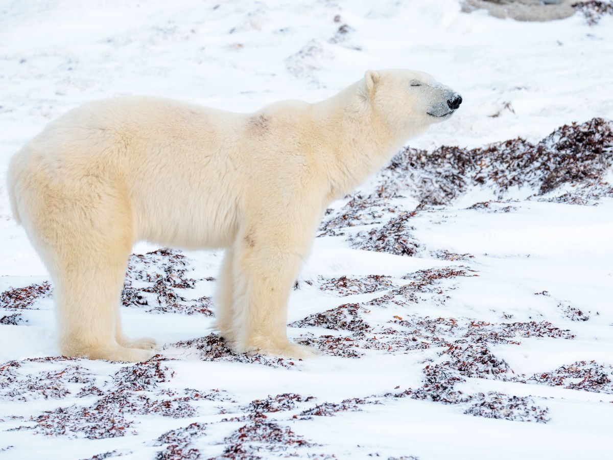 Churchill, Manitoba: Polar Bear Capital of the World